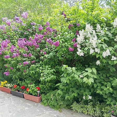 Savovi Πανσιόν Βάρνα
